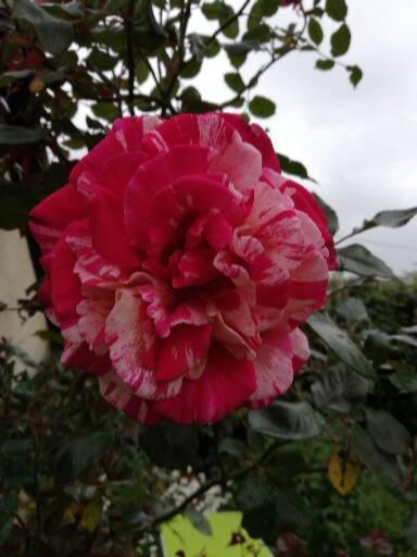 Au Coeur Du Jardin La Boussac Exterior foto