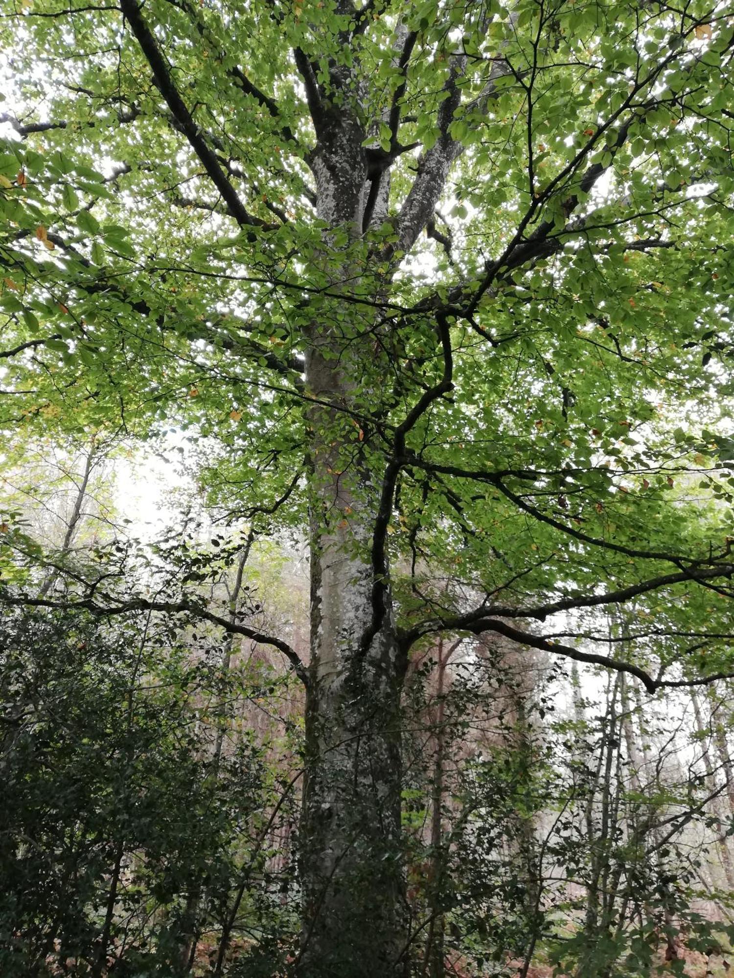Au Coeur Du Jardin La Boussac Exterior foto